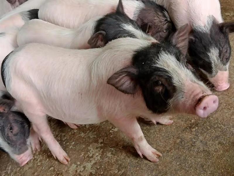 【巴马香猪】猪仔出包教养殖技术耐运输抗病害全国发货