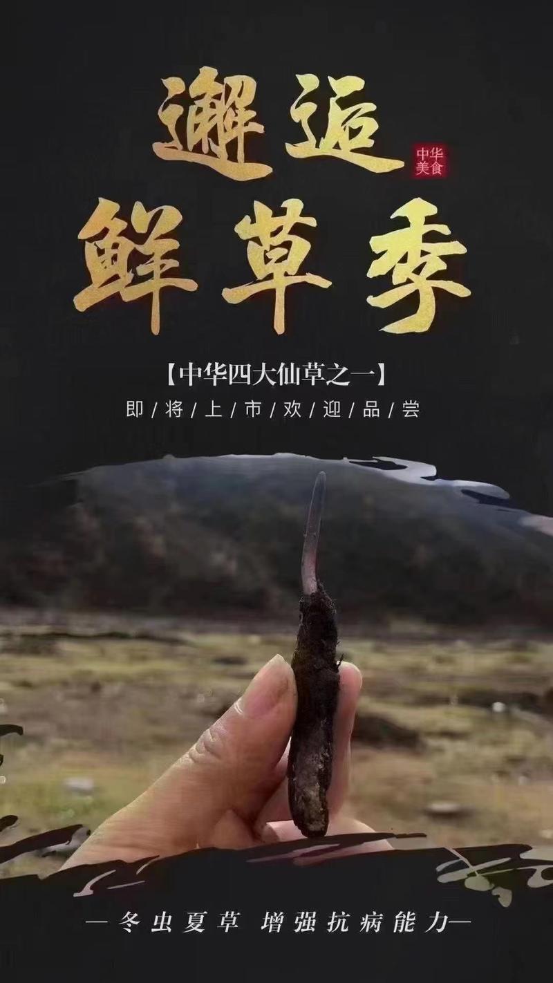 西藏高海拔野生新鲜冬虫夏草各种规格齐全（包邮）