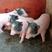 巴马香猪猪仔养殖检疫过关全国发货提供养殖技术