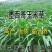 墨西哥玉米草牧草种子四季养殖多年生再生进口