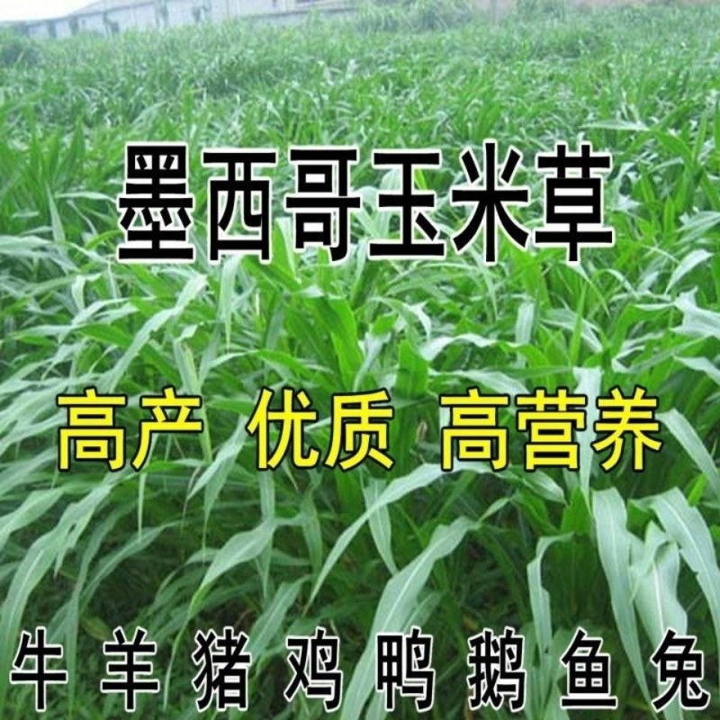 墨西哥玉米草牧草种子四季养殖多年生再生进口