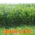 墨西哥玉米草牧草种子四季养殖多年生再生进口