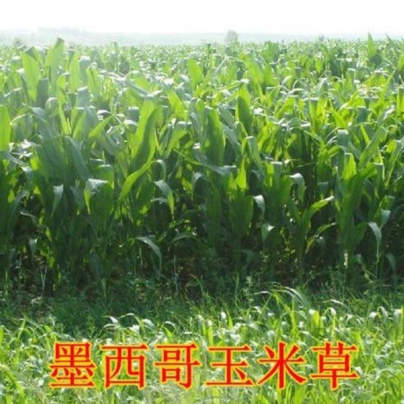 墨西哥玉米草牧草种子四季养殖多年生再生进口