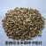 墨西哥玉米草牧草种子四季养殖多年生再生进口