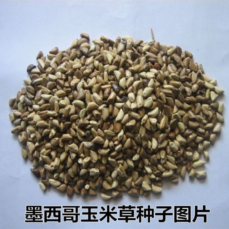 墨西哥玉米草牧草种子四季养殖多年生再生进口