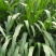 墨西哥玉米草牧草种子四季养殖多年生再生进口