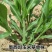 墨西哥玉米草牧草种子四季养殖多年生再生进口