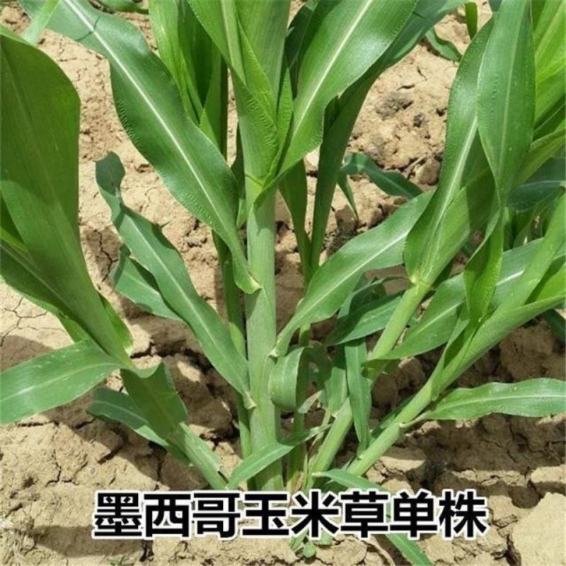 墨西哥玉米草牧草种子四季养殖多年生再生进口
