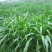 墨西哥玉米草牧草种子四季养殖多年生再生进口