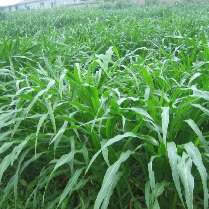 墨西哥玉米草牧草种子四季养殖多年生再生进口