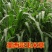 墨西哥玉米草牧草种子四季养殖多年生再生进口