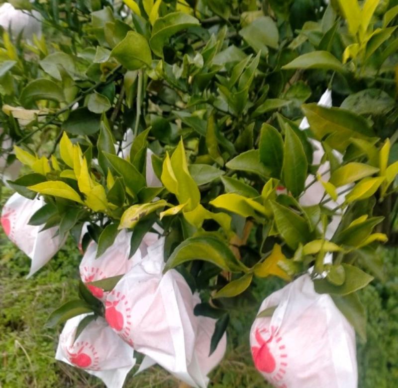 纯甜化楂，水份充足，无冻伤，