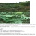 新采五倍子树种子盐肤木种子造林护坡树种子药材蜜源种子