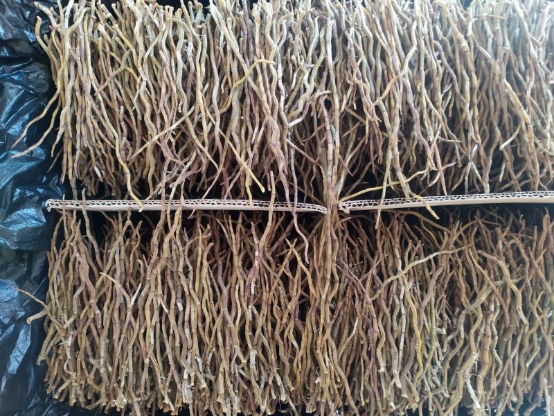 浙江品种铁皮石斛干条，芽条，新货，全化渣，基地直发
