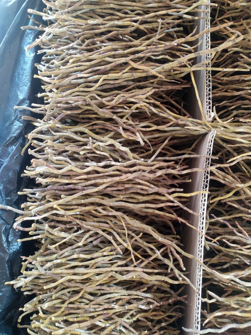 浙江品种铁皮石斛干条，芽条，新货，全化渣，基地直发