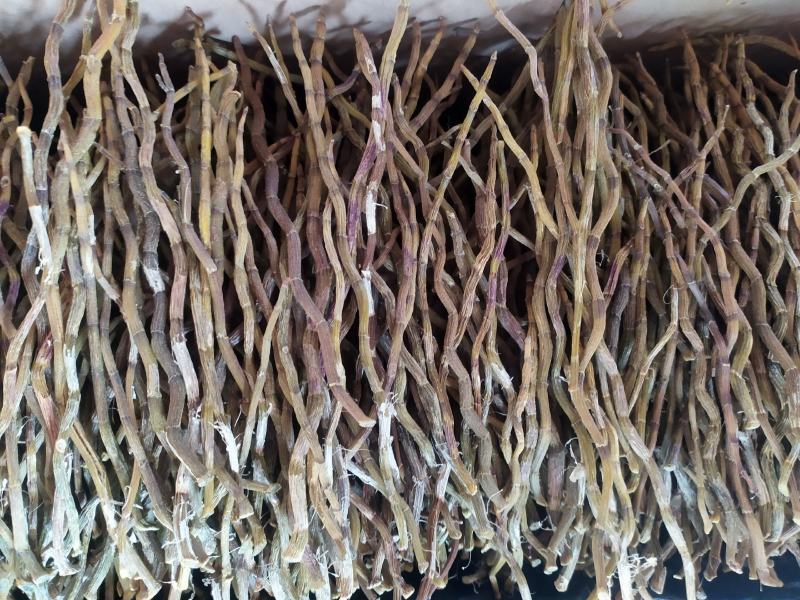 浙江品种铁皮石斛干条，芽条，新货，全化渣，基地直发