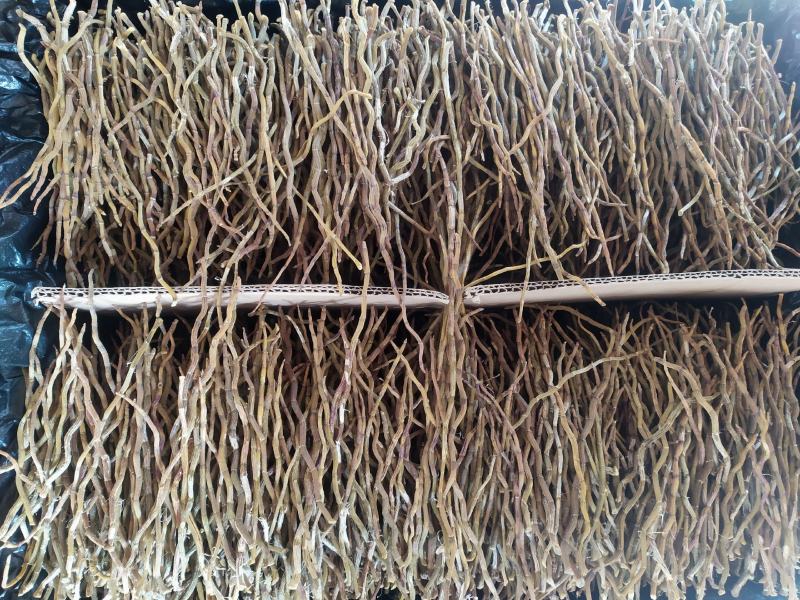 浙江品种铁皮石斛干条，芽条，新货，全化渣，基地直发