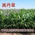 高丹草牧草种子多糖品种优质进口新货高产牧草