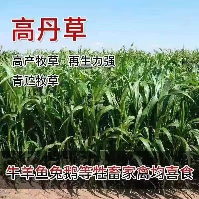 高丹草牧草种子多糖品种优质进口新货高产牧草