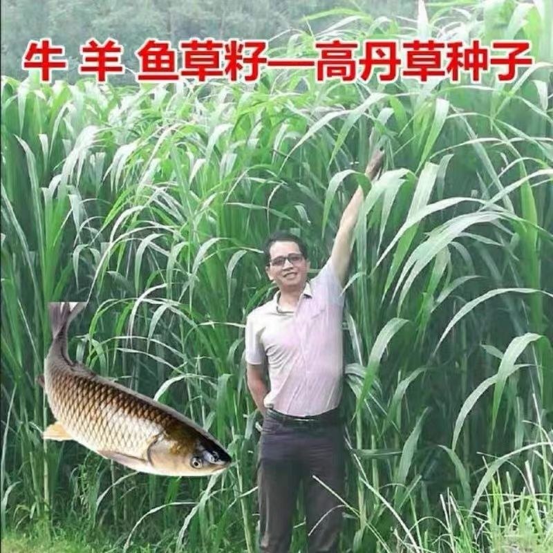 高丹草牧草种子多糖品种优质进口新货高产牧草