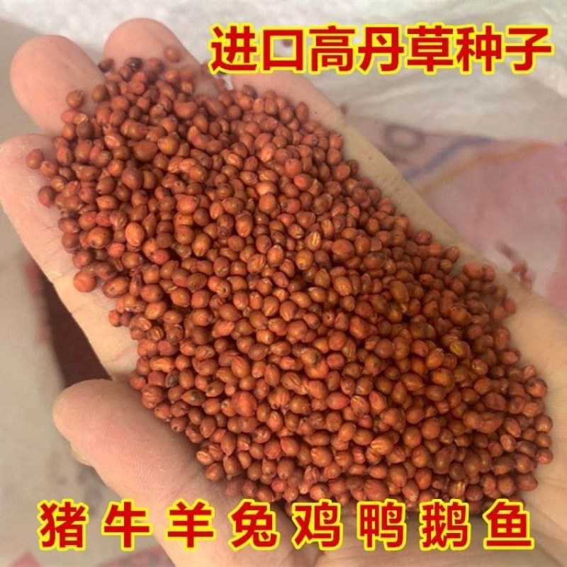 高丹草牧草种子多糖品种优质进口新货高产牧草