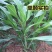 高丹草牧草种子多糖品种优质进口新货高产牧草