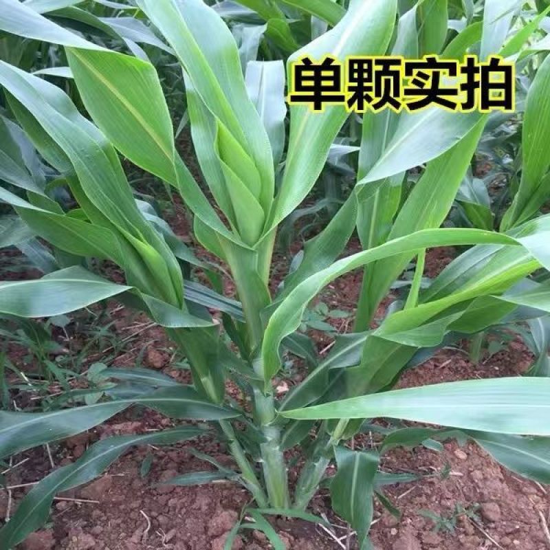 高丹草牧草种子多糖品种优质进口新货高产牧草