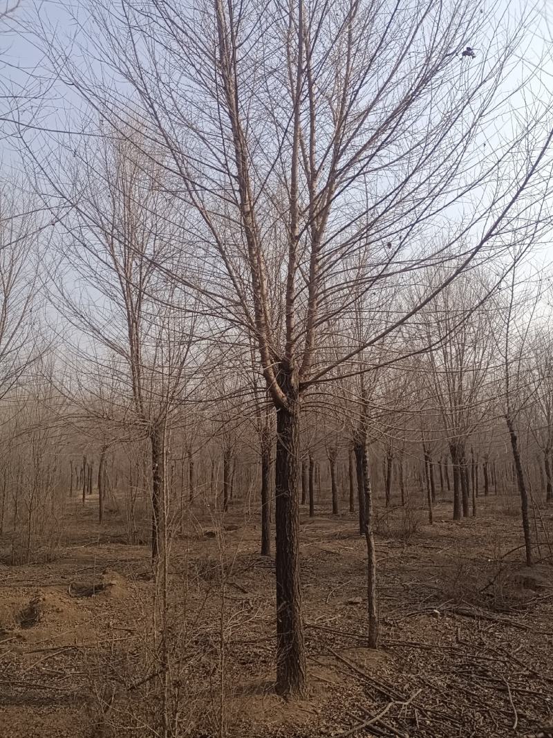 榆树