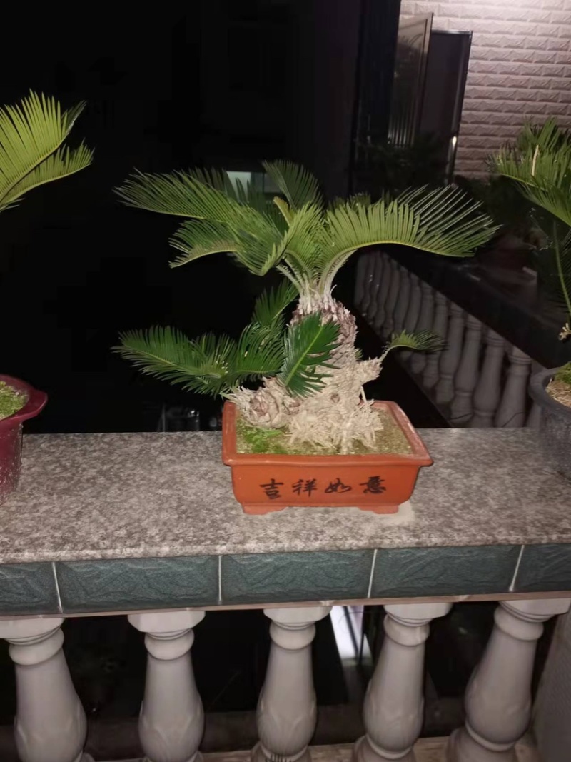 多头铁树小盆景高50公分左右铁树种植基地农户直销