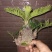 多头铁树小盆景高50公分左右铁树种植基地农户直销