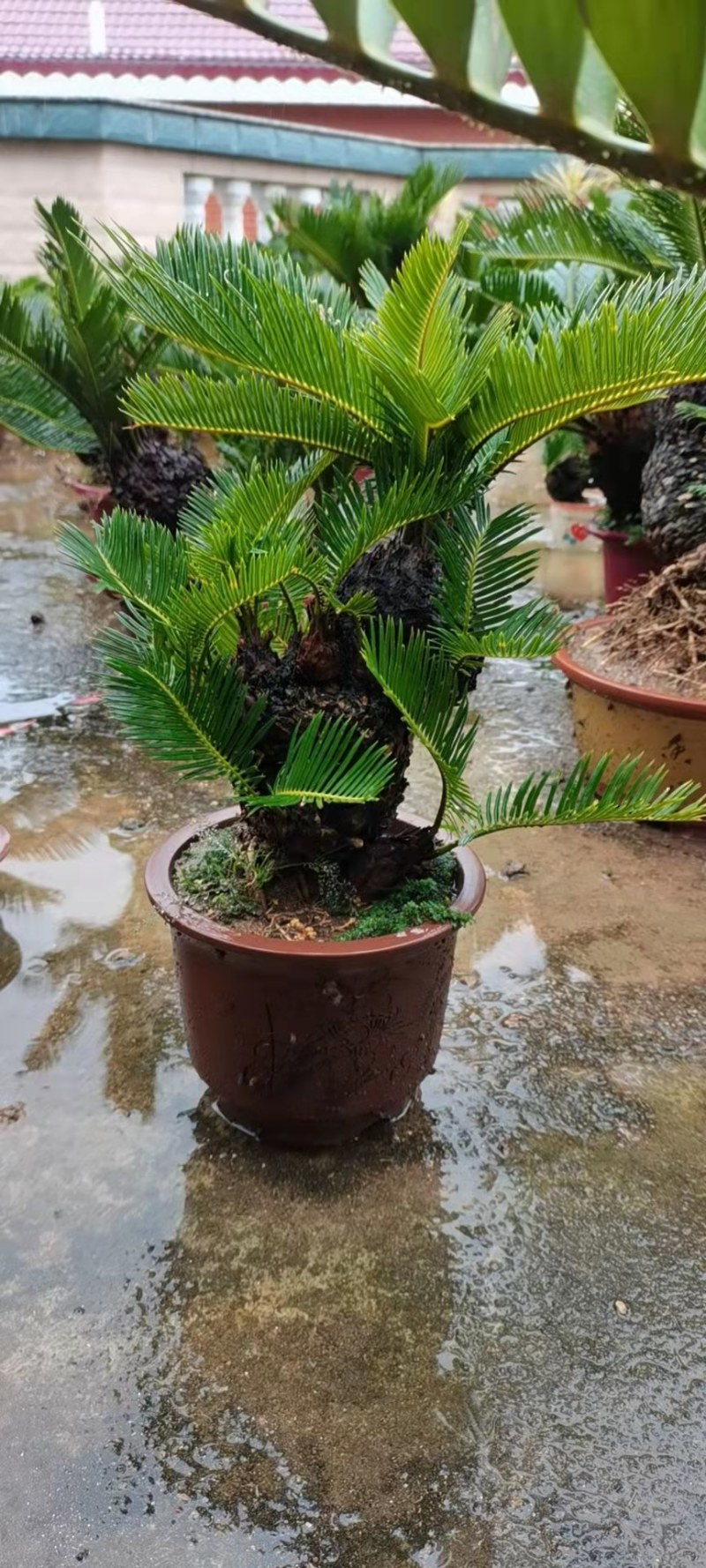 多头铁树小盆景高50公分左右铁树种植基地农户直销