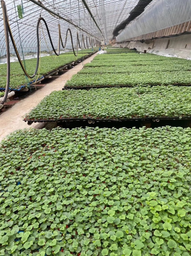 【精选】茄子种苗大龙长茄茄子苗应季蔬菜苗批发量大从优