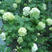 欧洲玫瑰木绣球盆栽大苗耐寒耐热庭院绿植木本荚蒾树绣球