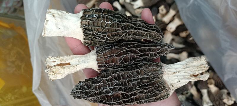 2022年羊肚菌干货新品，货源充足，产地直发，一手货源