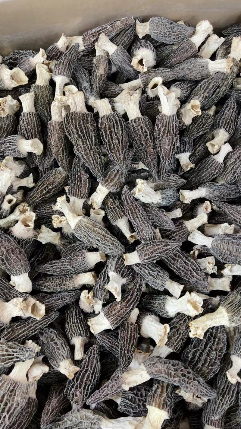 2022年羊肚菌干货新品，货源充足，产地直发，一手货源