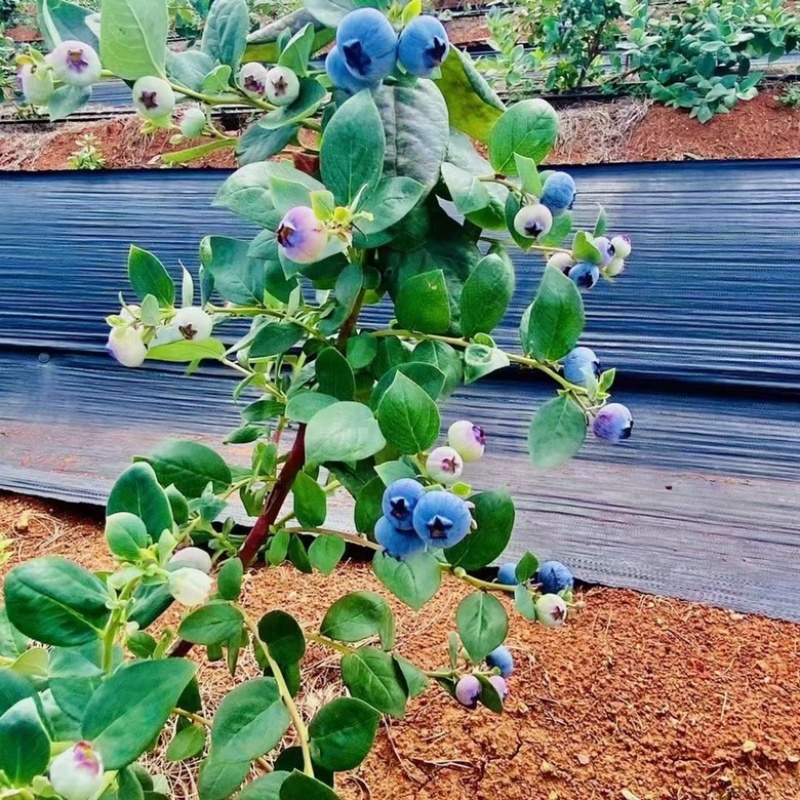 蓝莓