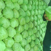 临沂市莒南县精品甘蓝颜色绿质量好大量供应