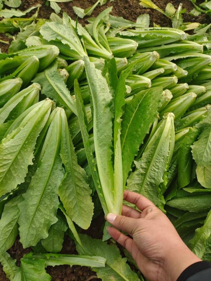 《精品油麦菜》山东产地一手货源，大量供应