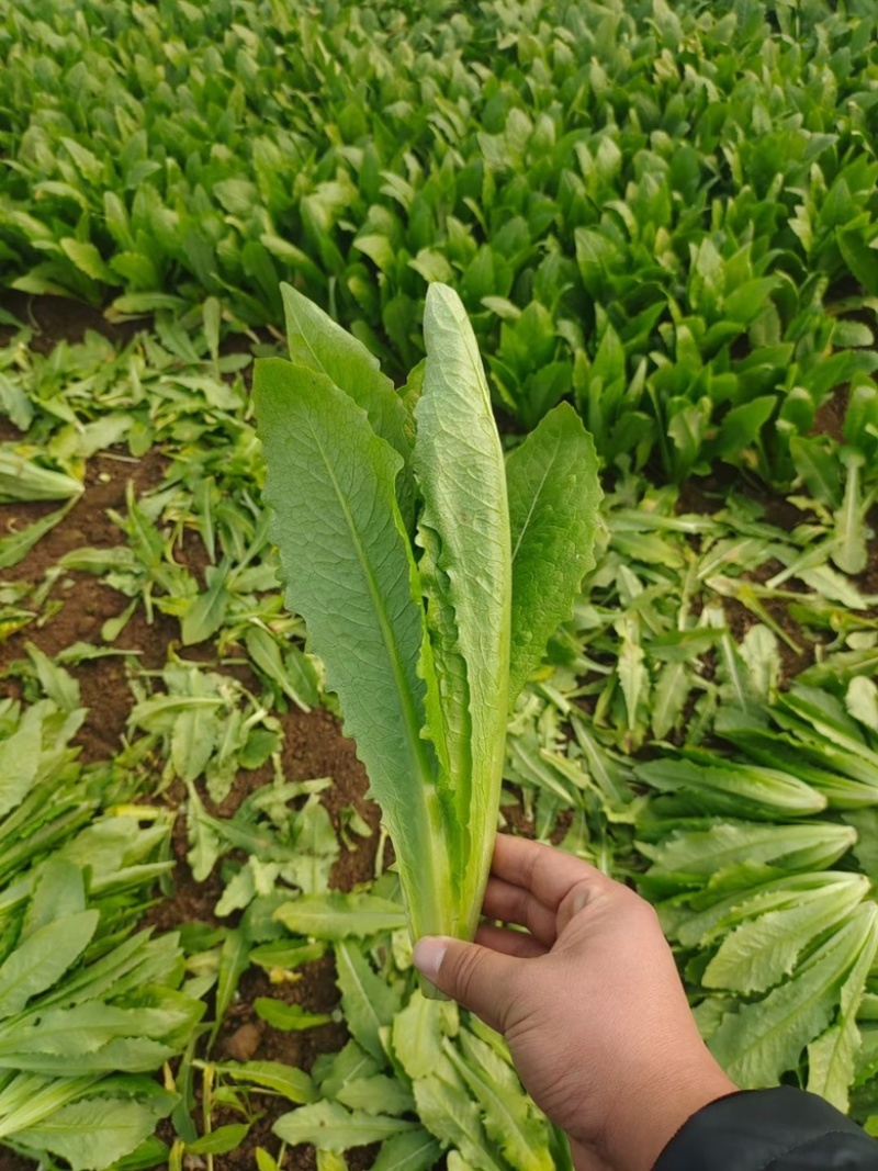 《精品油麦菜》山东产地一手货源，大量供应