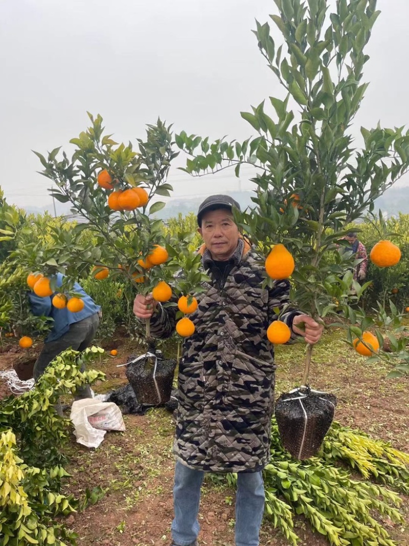 【推荐】新品种明日见柑橘苗黄美人柑橘苗爱媛38柑橘苗
