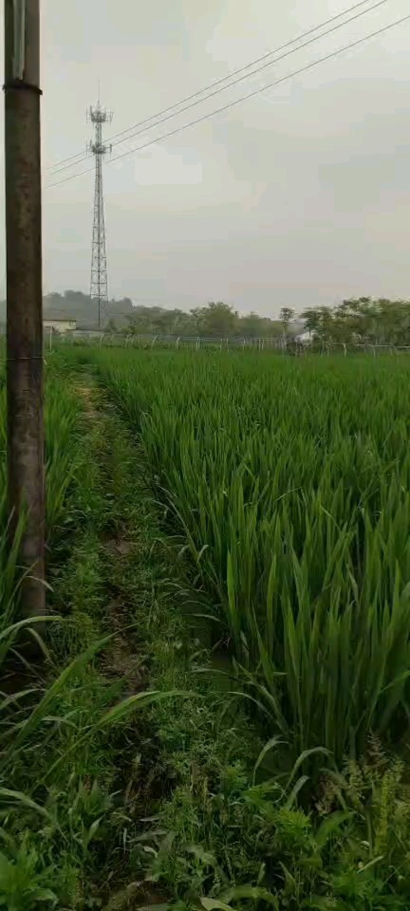 各品种双季茭白种苗，浙江金华直发，可实地考察，提供技术指