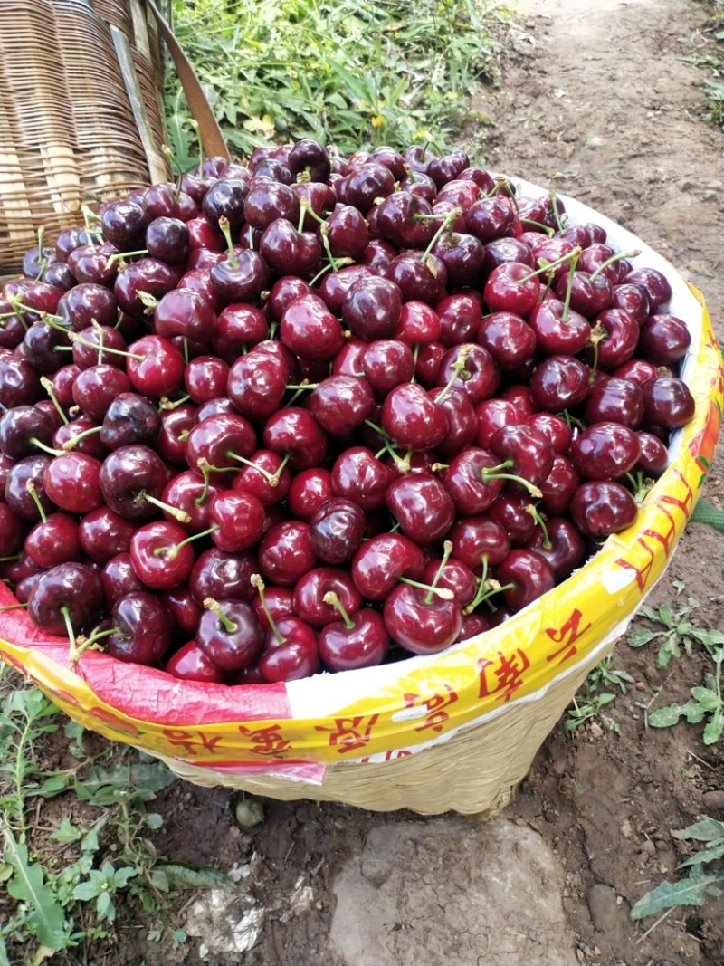 雅安汉源(果园出售）车厘子🍒