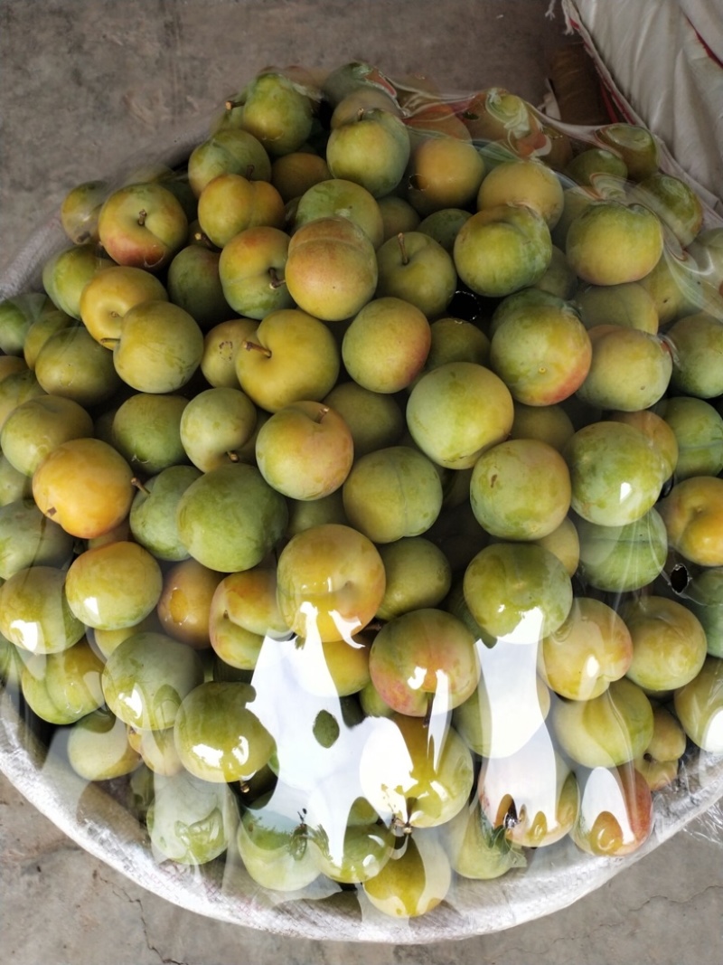 雅安汉源(果园出售）车厘子🍒
