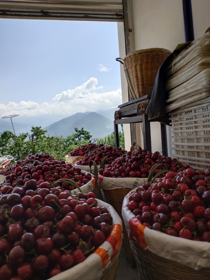 雅安汉源(果园出售）车厘子🍒
