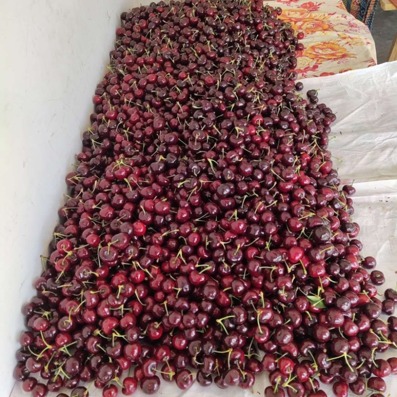 雅安汉源(果园出售）车厘子🍒
