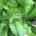 小心儿菜无虫颜色青秀