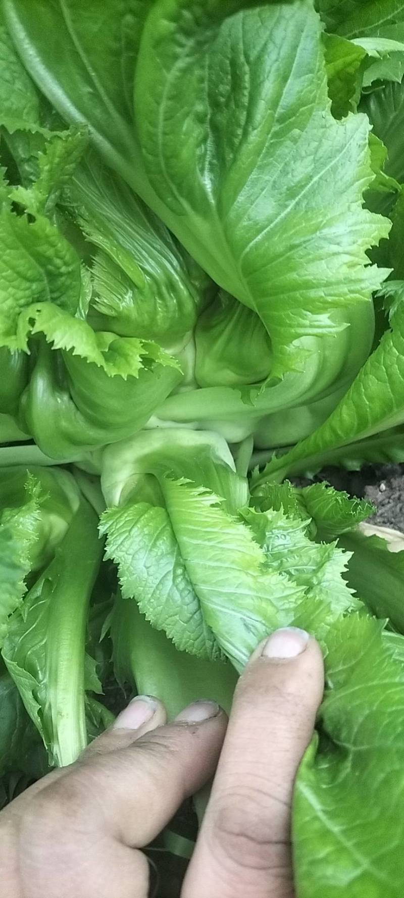 小心儿菜无虫颜色青秀