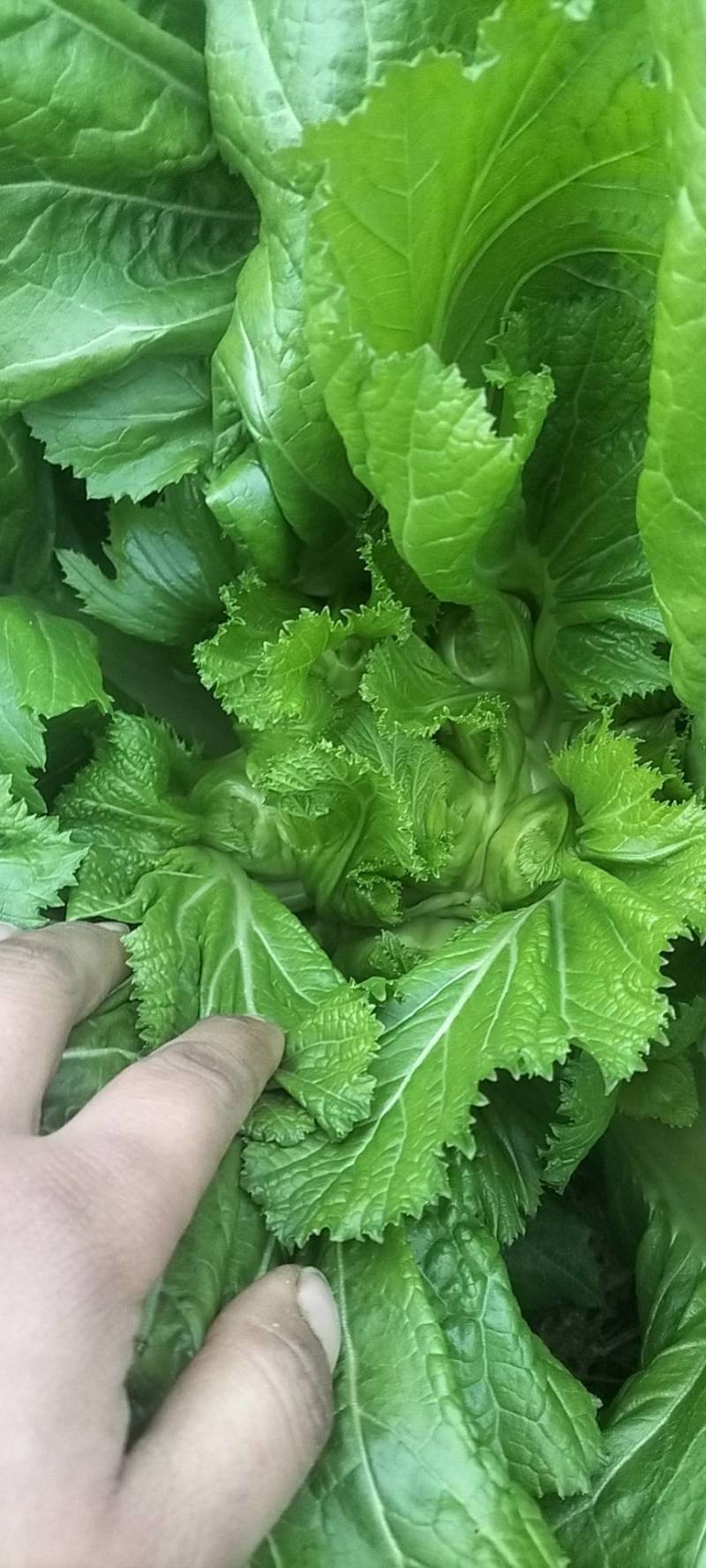 小心儿菜无虫颜色青秀