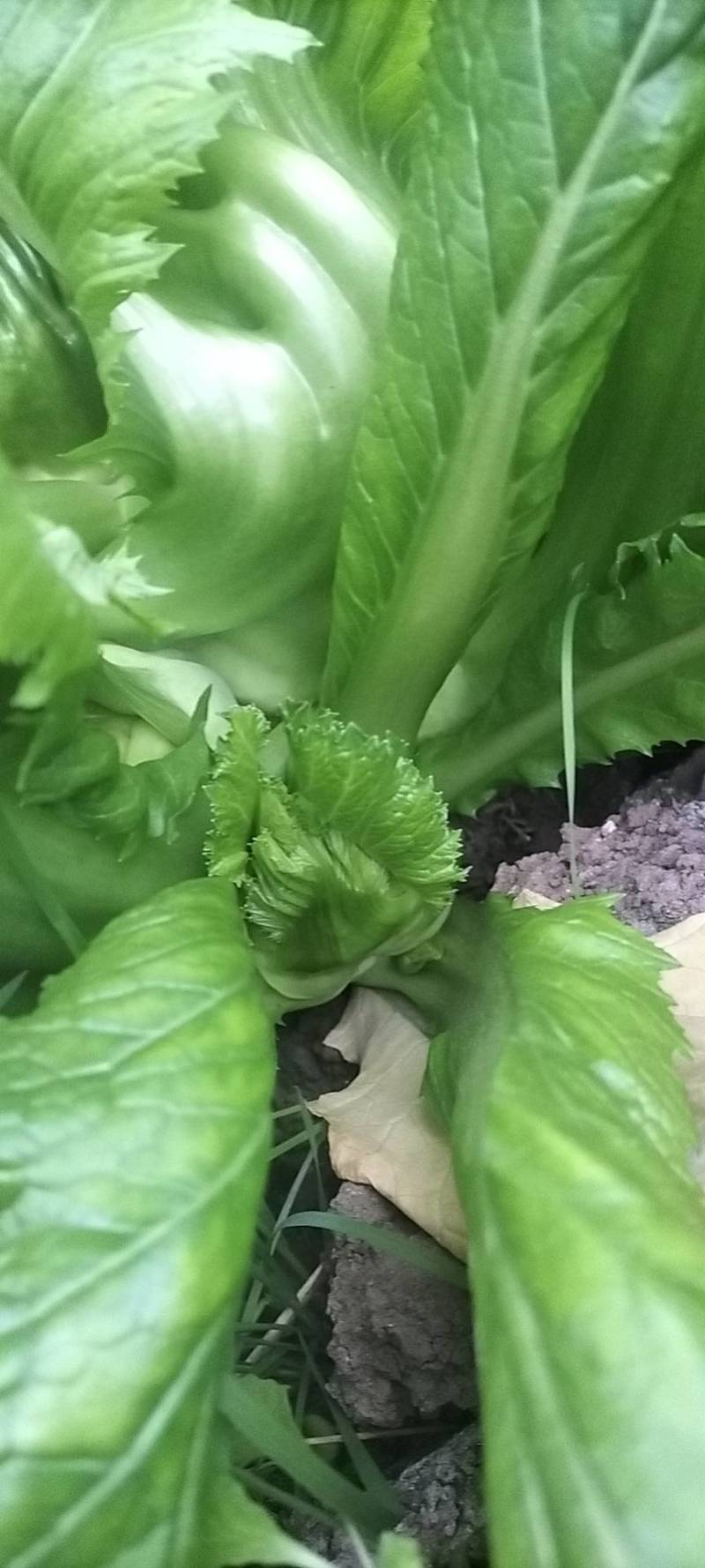 小心儿菜无虫颜色青秀