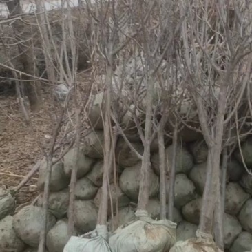 李子树